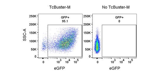 HEK293E after electroporation with TcBuster Transposon Insert On eGFP. When electroporated with TcBuster-M, eGFP expression is measurable by flow cytometry, while the absence shows no expression from the unintegrated transposon.