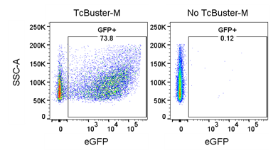 CHO-K1 after electroporation with TcBuster Transposon Insert On eGFP and with or without TcBuster Transposase mRNA, showing no expression from the unintegrated transposon.