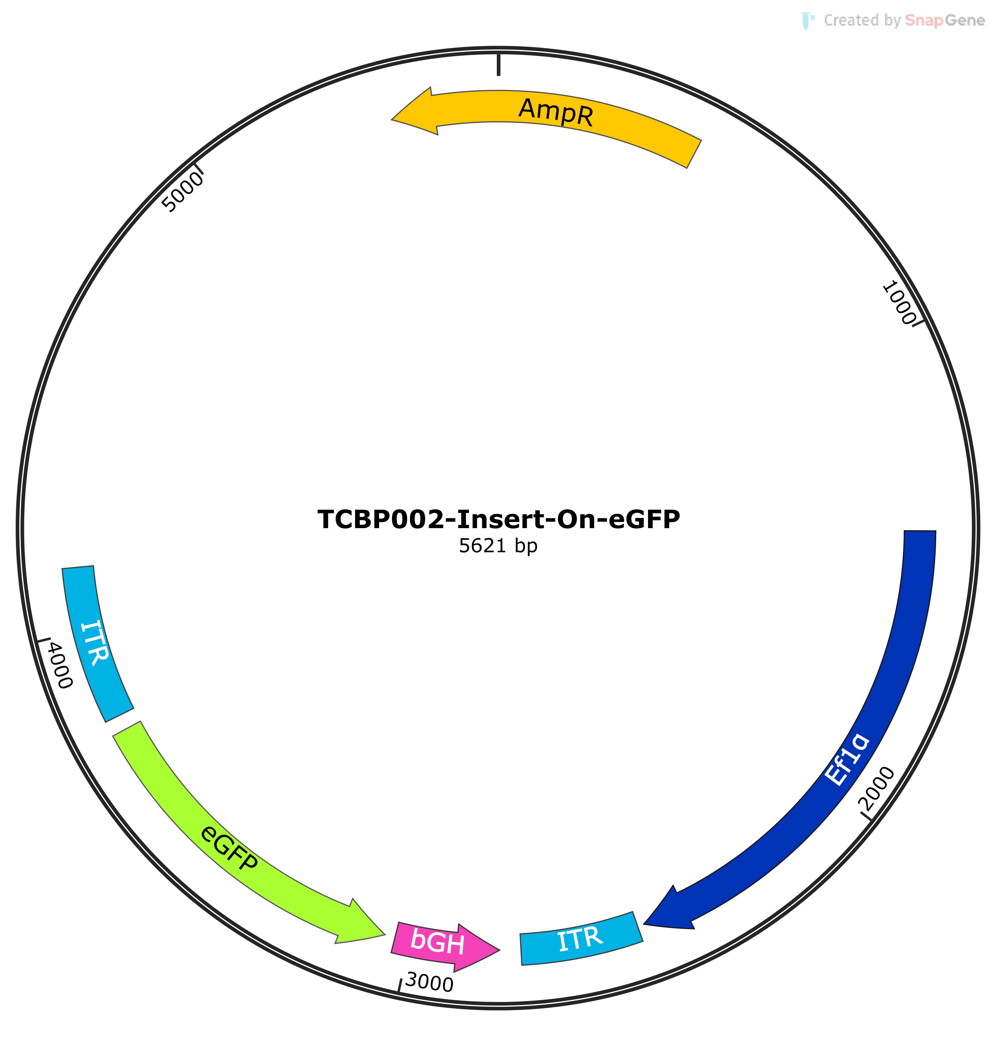 Integration-coupled genetic switch composed of an EF1a promoter regulating the expression of eGFP