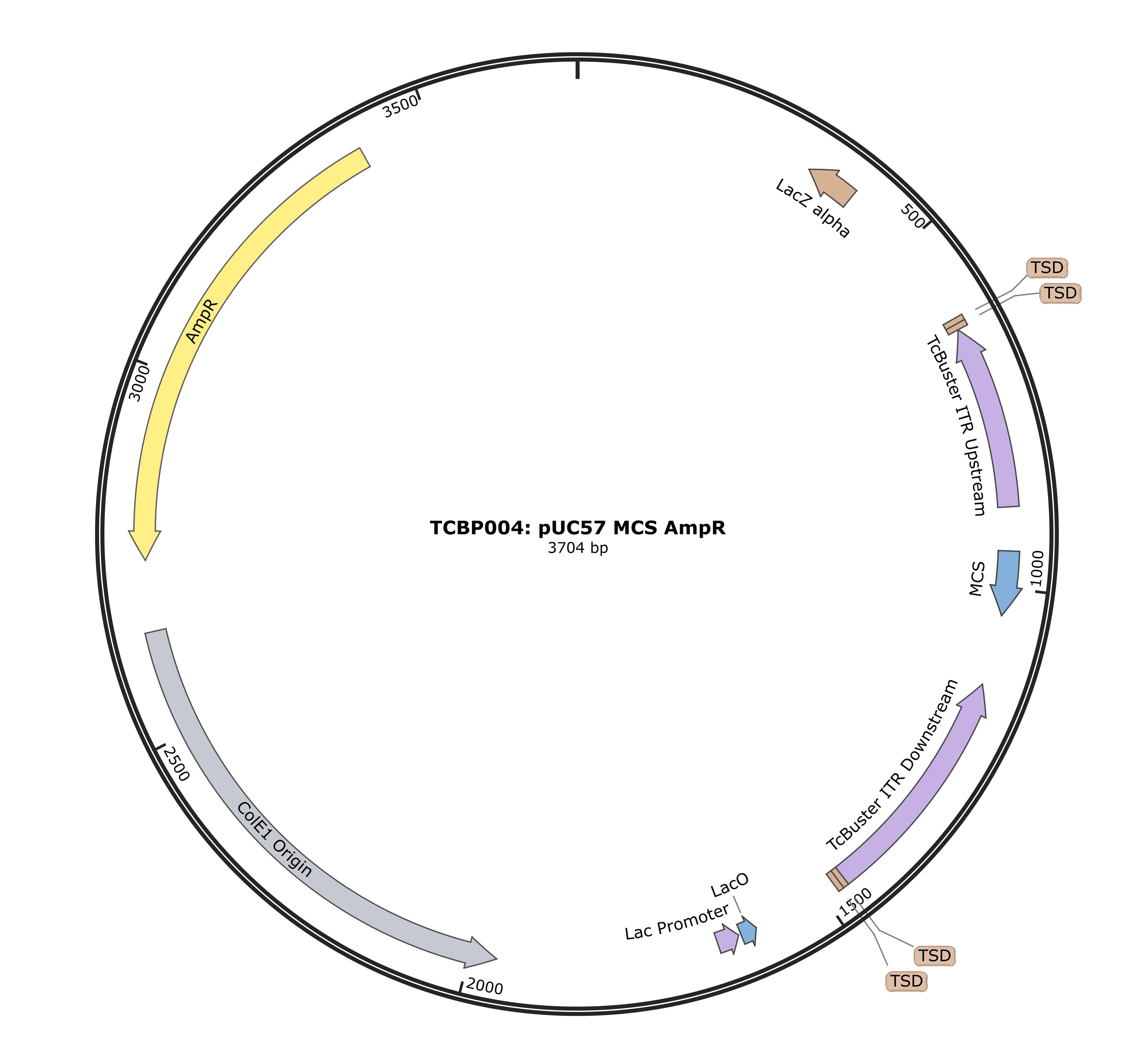 TCBP004-pUC57-MCS-AmpR Plasmid Map
