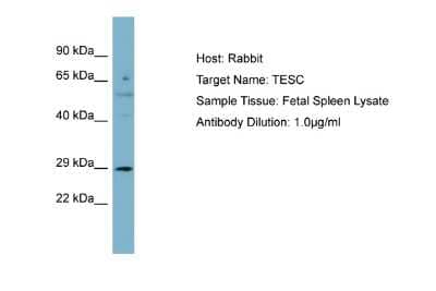 Western Blot: tescalcin Antibody [NBP2-83639]