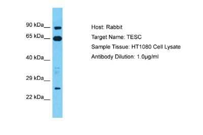 Western Blot: tescalcin Antibody [NBP2-83641]