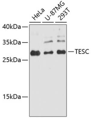 Western Blot: tescalcin AntibodyAzide and BSA Free [NBP2-94798]