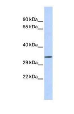 Western Blot: Testis expressed 264 Antibody [NBP1-69517]