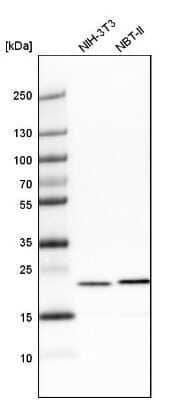 Western Blot: transgelin 2 Antibody [NBP1-89722]