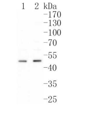 Western Blot: u-Plasminogen Activator/Urokinase Antibody (JM106-09) [NBP2-66766]