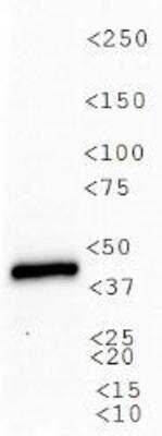 Western Blot: v6.5 Mouse embryonic stem cells Whole Cell Lysate [NBP1-97433]