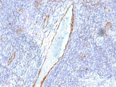 Immunohistochemistry-Paraffin: Von Willebrand Factor Antibody (F8/86) - Azide and BSA Free [NBP2-54379]