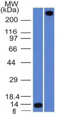 Western Blot: Von Willebrand Factor Antibody (VWF/1859R)Azide and BSA Free [NBP3-08963]