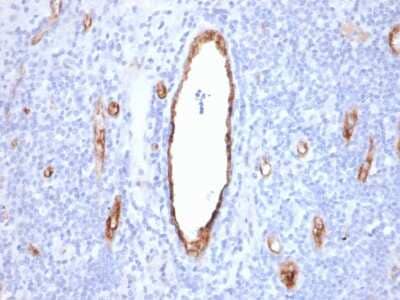 Immunohistochemistry-Paraffin: Von Willebrand Factor Antibody (VWF/2480) - Azide and BSA Free [NBP3-08943]