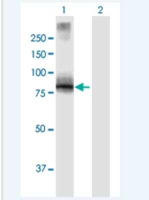 Western Blot: villin-like Antibody [H00050853-B01P-50ug]