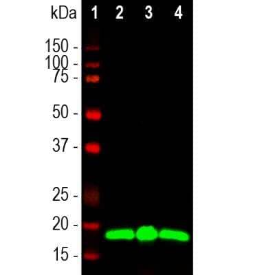 Western Blot: visinin-like 1 Antibody (2D11) [NBP2-25166]