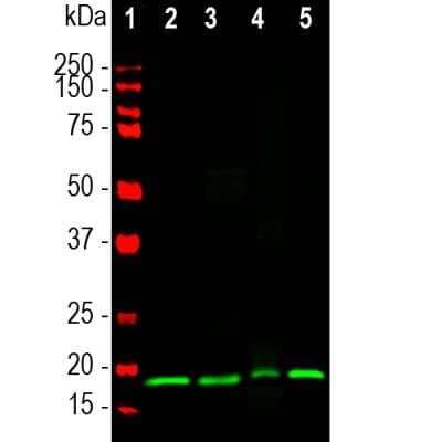 Western Blot: visinin-like 1 Antibody (3A9) [NBP2-25167]