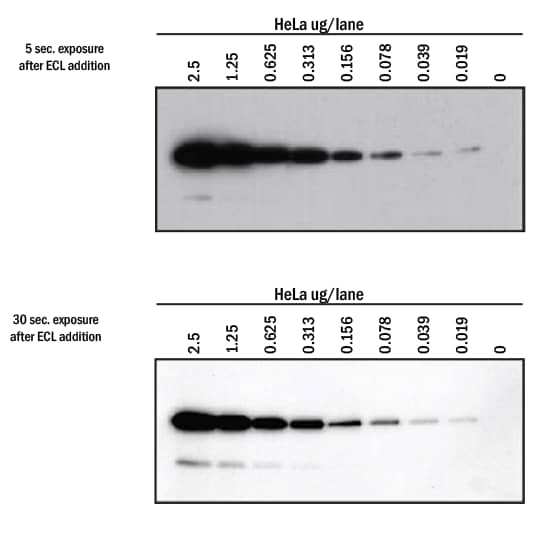 Detection of GAPDH in HeLa cell lysates visualized with VisULiteTM ECL Western Blotting Substrate using X-ray film or CCD imaging system