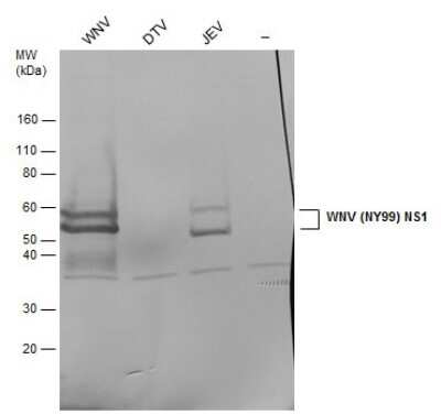 Western Blot: wnvNS1 Protein Antibody [NBP3-13060]