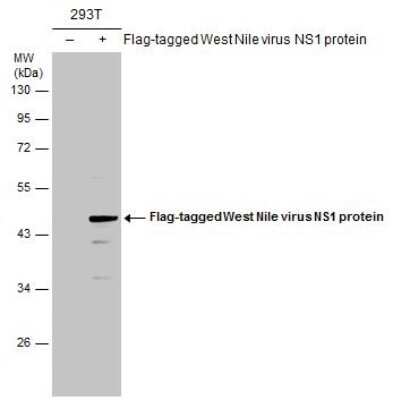 Western Blot: wnvNS1 Protein Antibody [NBP3-13060]