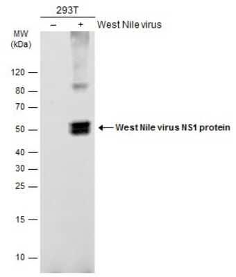 Western Blot: wnvNS1 Protein Antibody [NBP3-13060]