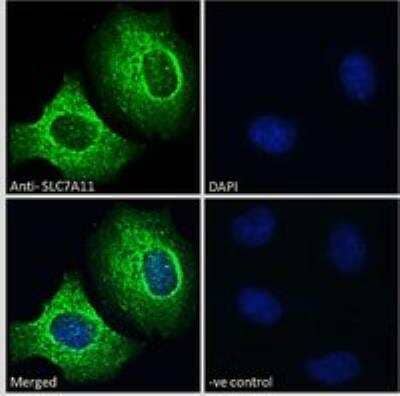 Immunocytochemistry/ Immunofluorescence: xCT Antibody [NB100-59735]