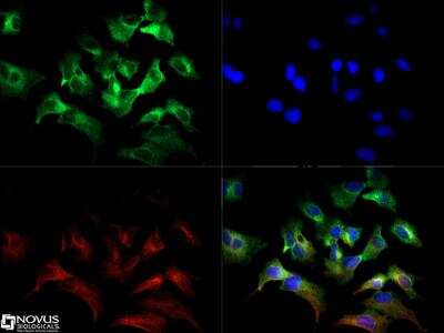 Immunocytochemistry/ Immunofluorescence: xCT Antibody - BSA Free [NB300-317]