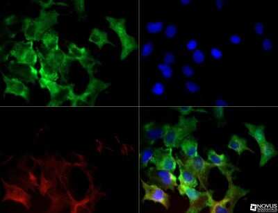 Immunocytochemistry/ Immunofluorescence: xCT Antibody - BSA Free [NB300-318]