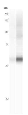 Simple Western: xCT AntibodyBSA Free [NBP2-88948]