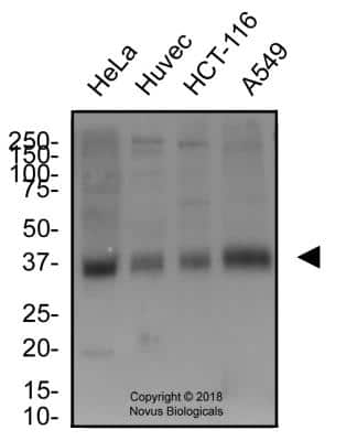 Western Blot: xCT AntibodyBSA Free [NB300-317]