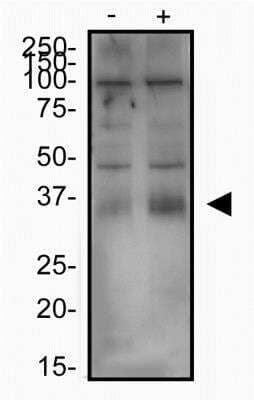 Western Blot: xCT AntibodyBSA Free [NB300-318]