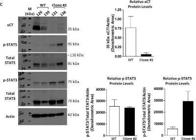 Western Blot: xCT AntibodyBSA Free [NB300-318]