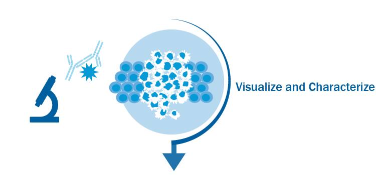 Visualize and characterize cell types for immuno-oncology research