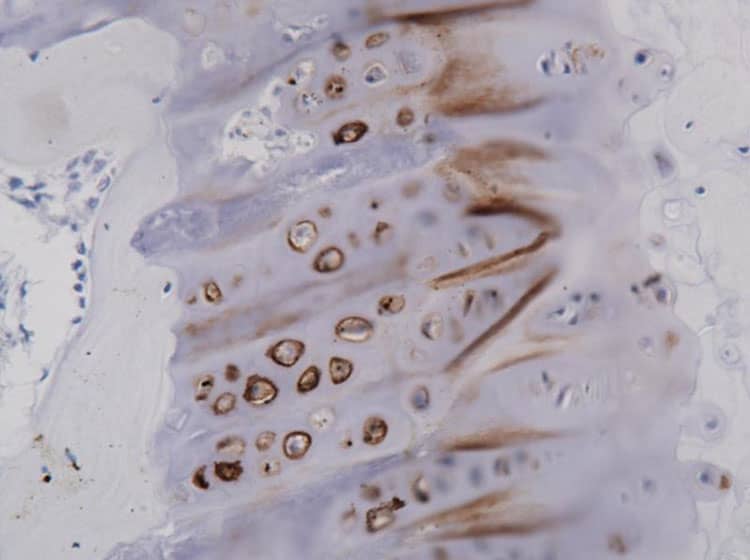 IHC of paraffin embedded tissue for Glycobiology