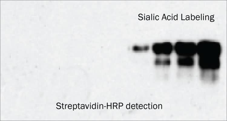 Western blot data for Glycobiology