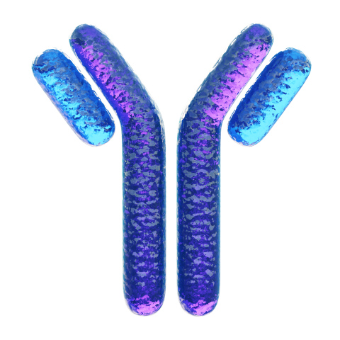 Antibodies