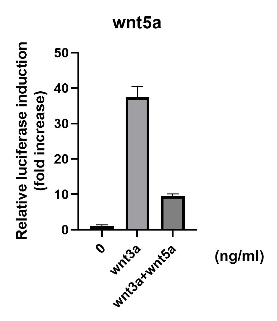 Human/Mouse Wnt5a Protein (645WN) BioTechne