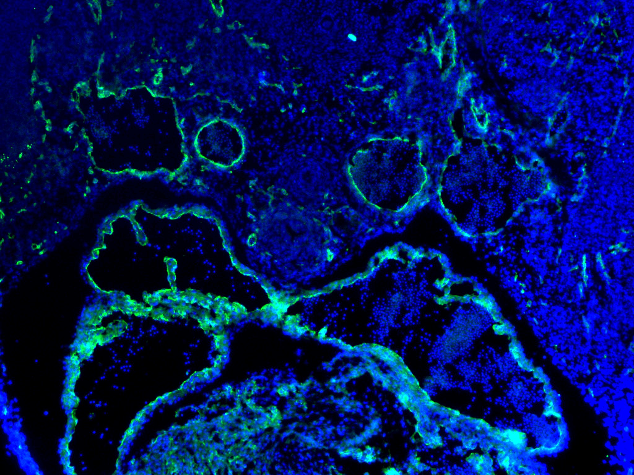 Human/Mouse/Rat CD31/PECAM‑1 Antibody (AF3628) | Bio-Techne