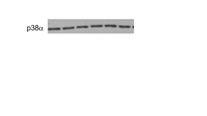 Human/Mouse/Rat p38 alpha Antibody AF8691