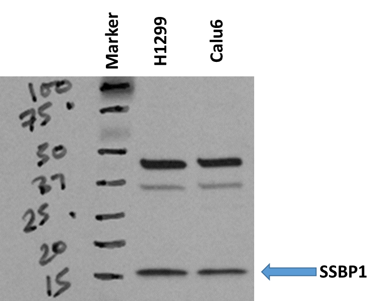 Sheep IgG Horseradish Peroxidase-conjugated Antibody HAF016