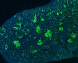 Mouse CD3 Antibody MAB4841